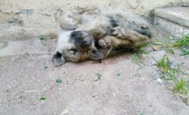 Yavru Köpek Sokakta Dondu