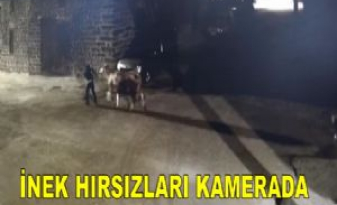 İnek Hırsızları Güvenlik Kamerasında