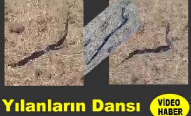 Yılanların Dansı Görenleri Şaşırttı