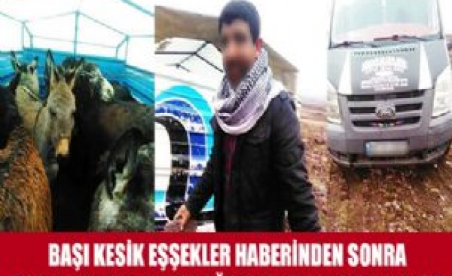 Kafaları Kesilmiş Eşşeklerde Yeni Gelişme