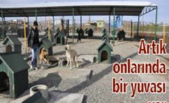 Siverek Belediyesi Hayvan Barınağı Sokak Köpeklerinin Yuvası Oldu