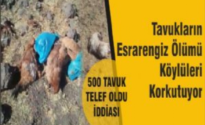 Tavukların Esrarengiz Ölümü Köylüleri Korkutuyor