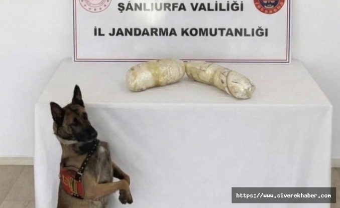 Şanlıurfa’da jandarma baskınıyla ele geçirildi!
