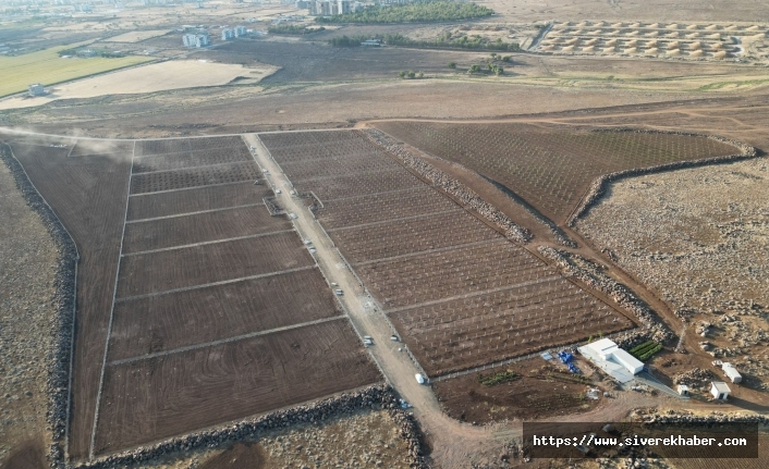 Siverek’in Şire Bağlarında Hummalı Çalışmalar Sürüyor